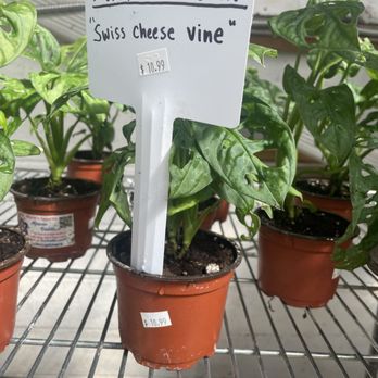 Myers Plants & Pottery - Nurseries & Gardening Near Me - Pelham, Alabama Myers Plants & Pottery - Nurseries & Gardening Near Me - Pelham, Alabama