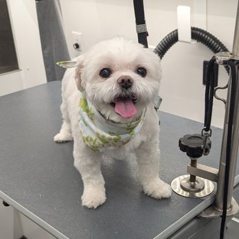 Groom Club - After - Pet Groomers Near Me - Nashville, Tennessee Groom Club - After - Pet Groomers Near Me - Nashville, Tennessee