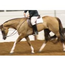 Almost Heaven Riding Stables