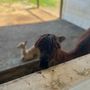 Photo of Alpaca Farm & Gardens