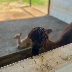 Alpaca Farm & Gardens