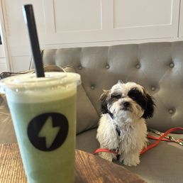 Dog Friendly Dog Friendly