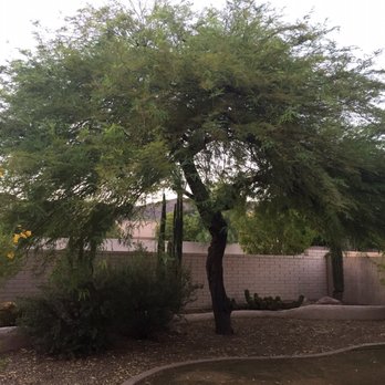 Arbor Care Tree Service - Tree Services Near Me Arbor Care Tree Service - Tree Services Near Me