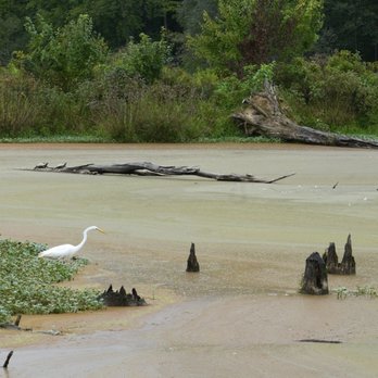 Huntley Meadows Park - Heron and turtles - Parks Near Me - Alexandria, Virginia