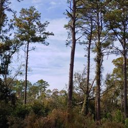 St Simons Land Trust