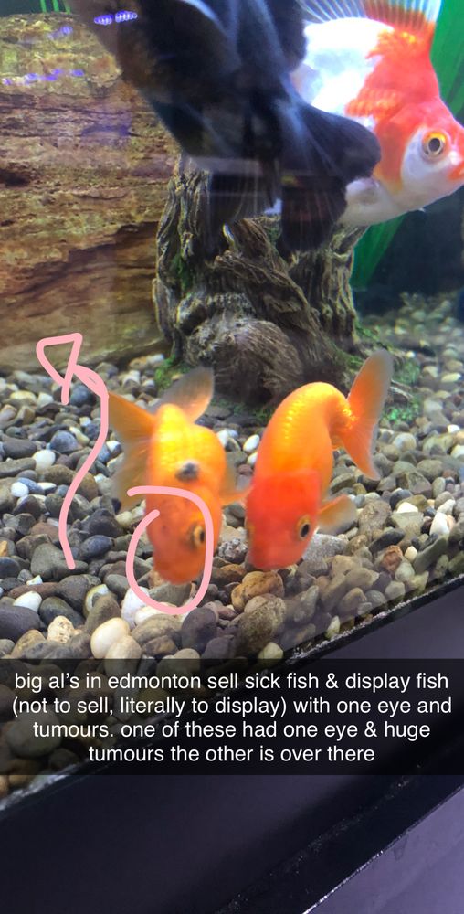 BIG AL’S AQUARIUM Updated July 2024 65 Photos & 30 Reviews 1295