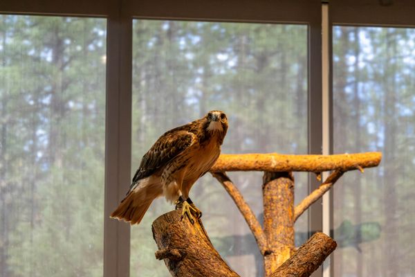 High Desert Museum by null