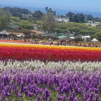 The Flower Fields - Flower field - Venues & Event Spaces Near Me - Carlsbad, California