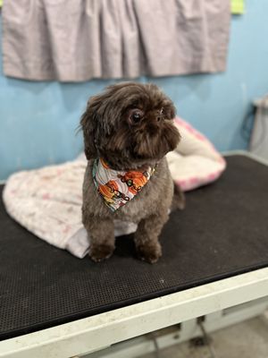 Bark Boutique and Grooming Salon