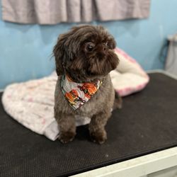 Bark Boutique and Grooming Salon - After