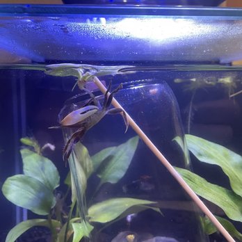 Tokyo Aquarium - This dude is dangling off a floating plant. Great buy, thanks again for the new pet! - Aquarium Services Near Me - Los Angeles, California