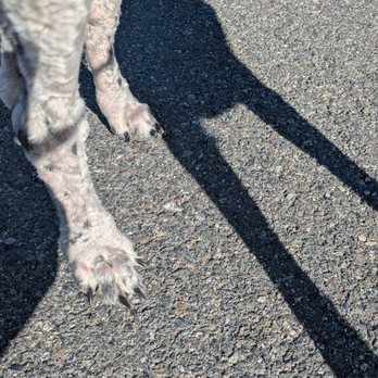 PetSmart - After!!! back paws: nails nice and short...no longer tapping on the floor as she walks! Thank you L. Rios! - Pet Groomers Near Me - Foothill Ranch, California PetSmart - After!!! back paws: nails nice and short...no longer tapping on the floor as she walks! Thank you L. Rios! - Pet Groomers Near Me - Foothill Ranch, California