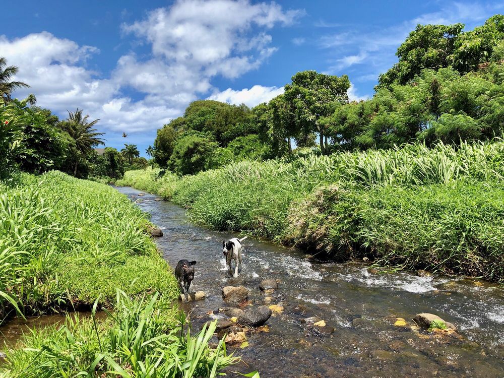 Manoa Valley District Dog Park Logo