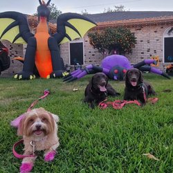 Peace of Mind Dog Training