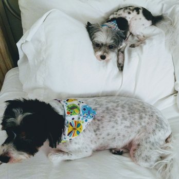 Gentle Groomer - Such a great job!! - Pet Groomers Near Me - Phoenix, Arizona Gentle Groomer - Such a great job!! - Pet Groomers Near Me - Phoenix, Arizona