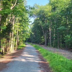 Sandy Bottom Nature Park - A great snapshot of the woods within the Wetlands trail
