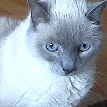 Cats in the City - Pywackett loves his Auntie Robin! - Pet Sitting Near Me