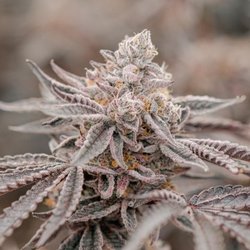 Cloud Cannabis Muskegon Dispensary