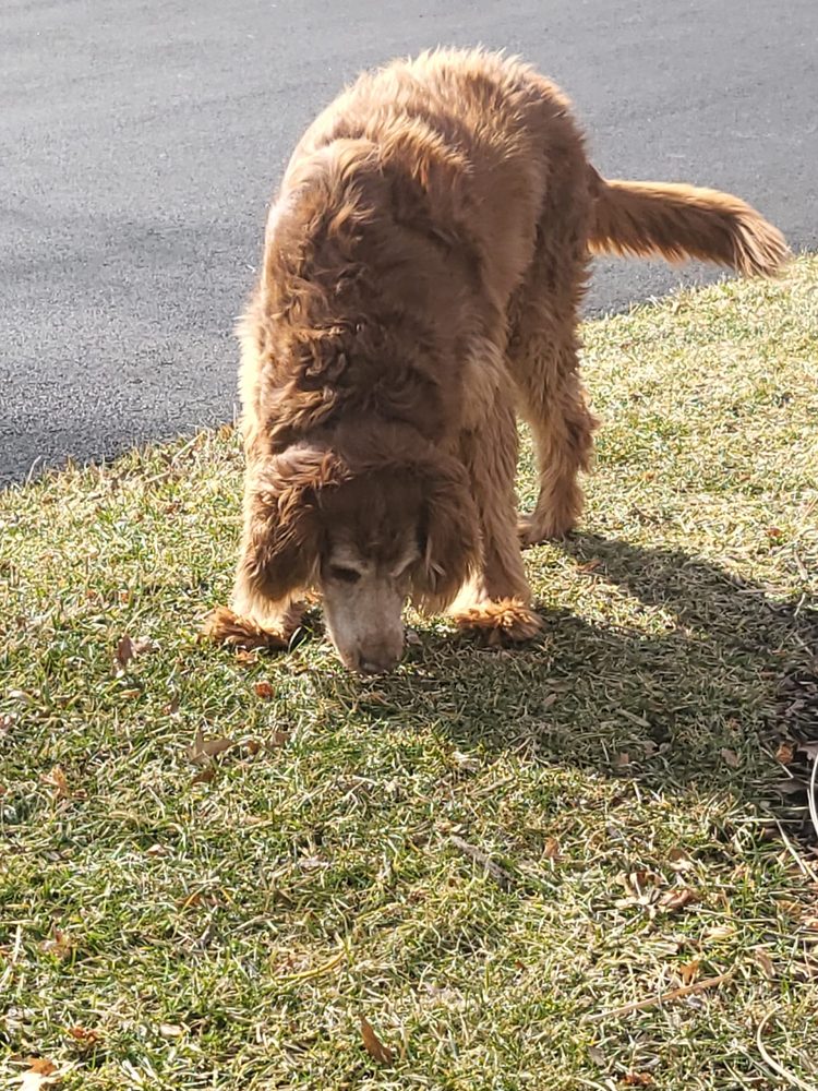 POOPIE SCOOPERS RUS Updated July 2024 18 Photos Cheltenham