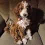 Photo of Powder Valley Poodles