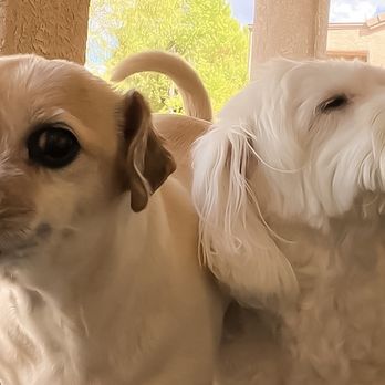 Petco - Good morning my dear friends ! Have a barking blessed beautiful day! - Pet Groomers Near Me - Henderson, Nevada