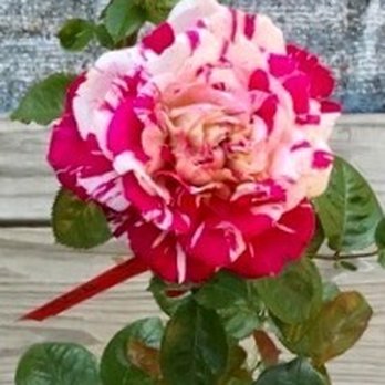 Brady Nursery - a single pink and white rose - Nurseries & Gardening Near Me - Wichita, Kansas