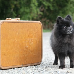Pet Concierge Plus