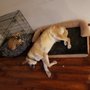 Photo of PAW-Sitively