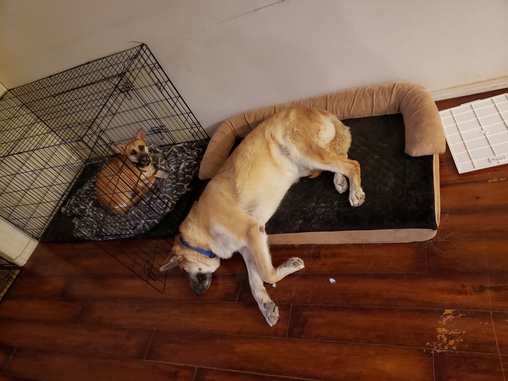 PAW-Sitively - pet boarding facility in Rio Rancho, NM