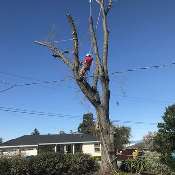 Madriz Tree Service - Elm tree removal. - Tree Services Near Me - Richmond, California