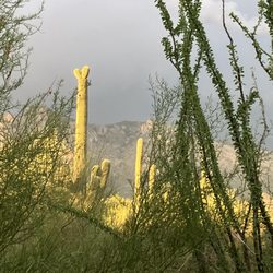 Southern Arizona Tours & Excursions