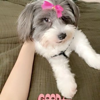 Adorable Grooms - Pupper Bella - Pet Groomers Near Me - Dallas, Texas Adorable Grooms - Pupper Bella - Pet Groomers Near Me - Dallas, Texas