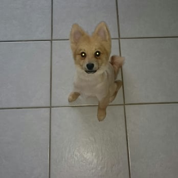 Uncle Paws Grooming Salon - Teddy the Pom - Pet Groomers Near Me - Chicago, Illinois Uncle Paws Grooming Salon - Teddy the Pom - Pet Groomers Near Me - Chicago, Illinois