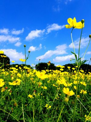 Showa Kinen Park by null