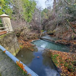 Tony Look Trail - Stevens Creek County Park