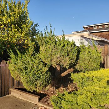 JDH Garden Services - Before - Gardeners Near Me JDH Garden Services - Before - Gardeners Near Me