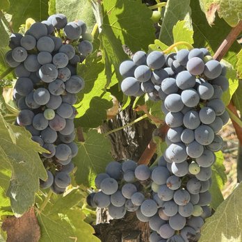 Masia de la Vinya Winery - Grapes on the Vine at Masia de la Vinya - Wineries Near Me - Temecula, California