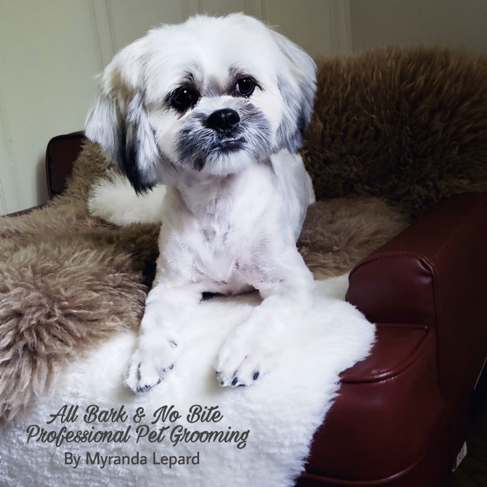 Do Dog Groomers Get Bitten