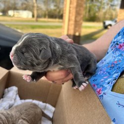 Panhandle Veterinary Services - 850's Louis V