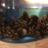 Photo of Ping's Seafood - New York, NY, United States. Hapless Bass