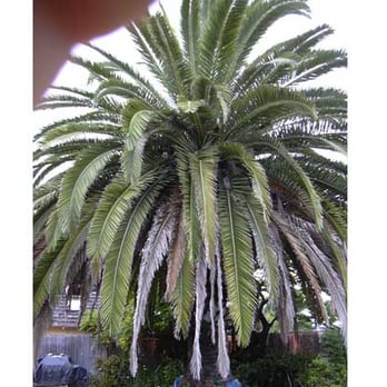 Chris Young Tree Service - Phoenix Palm BEFORE trimming - Tree Services Near Me Chris Young Tree Service - Phoenix Palm BEFORE trimming - Tree Services Near Me