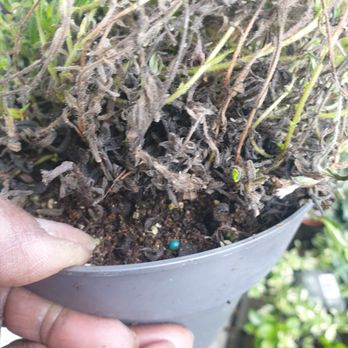 Gardening Express - These are the photos I was able to download.  See below for more . - Gardeners Near Me - Chelmsford, ESS