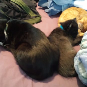 Akron Animal Hospital - Now the babies are back home cuddling with the big one. - Veterinarians Near Me - Akron, New York