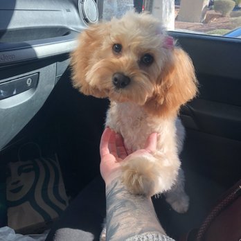 Paws R Us - After - Pet Groomers Near Me - Henderson, Nevada Paws R Us - After - Pet Groomers Near Me - Henderson, Nevada