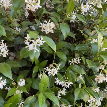 Armstrong Garden Centers - Star Jasmine they smell so good it gives fragrance to your yard - Nurseries & Gardening Near Me - Thousand Oaks, California Armstrong Garden Centers - Star Jasmine they smell so good it gives fragrance to your yard - Nurseries & Gardening Near Me - Thousand Oaks, California