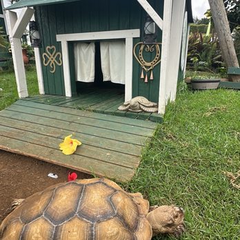 Kula Country Farms - Tortoise - Farmers Market Near Me - Kula, Hawaii Kula Country Farms - Tortoise - Farmers Market Near Me - Kula, Hawaii