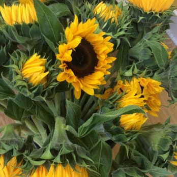 The Flower Room - Sunflowers are coming in from New Jersey and they are fantastic. - Florists Near Me - Dover, New Hampshire The Flower Room - Sunflowers are coming in from New Jersey and they are fantastic. - Florists Near Me - Dover, New Hampshire