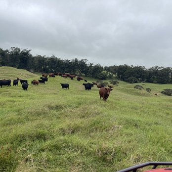 Hawaii Lowline Cattle Company - C'mon Mama's! - Ranches Near Me - Honokaa, Hawaii Hawaii Lowline Cattle Company - C'mon Mama's! - Ranches Near Me - Honokaa, Hawaii