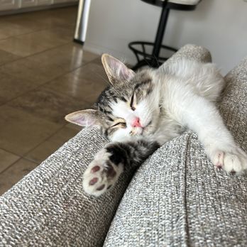 Payson Humane Society - Blackman miss their sweet kitten - Animal Shelters Near Me - Payson, Arizona Payson Humane Society - Blackman miss their sweet kitten - Animal Shelters Near Me - Payson, Arizona