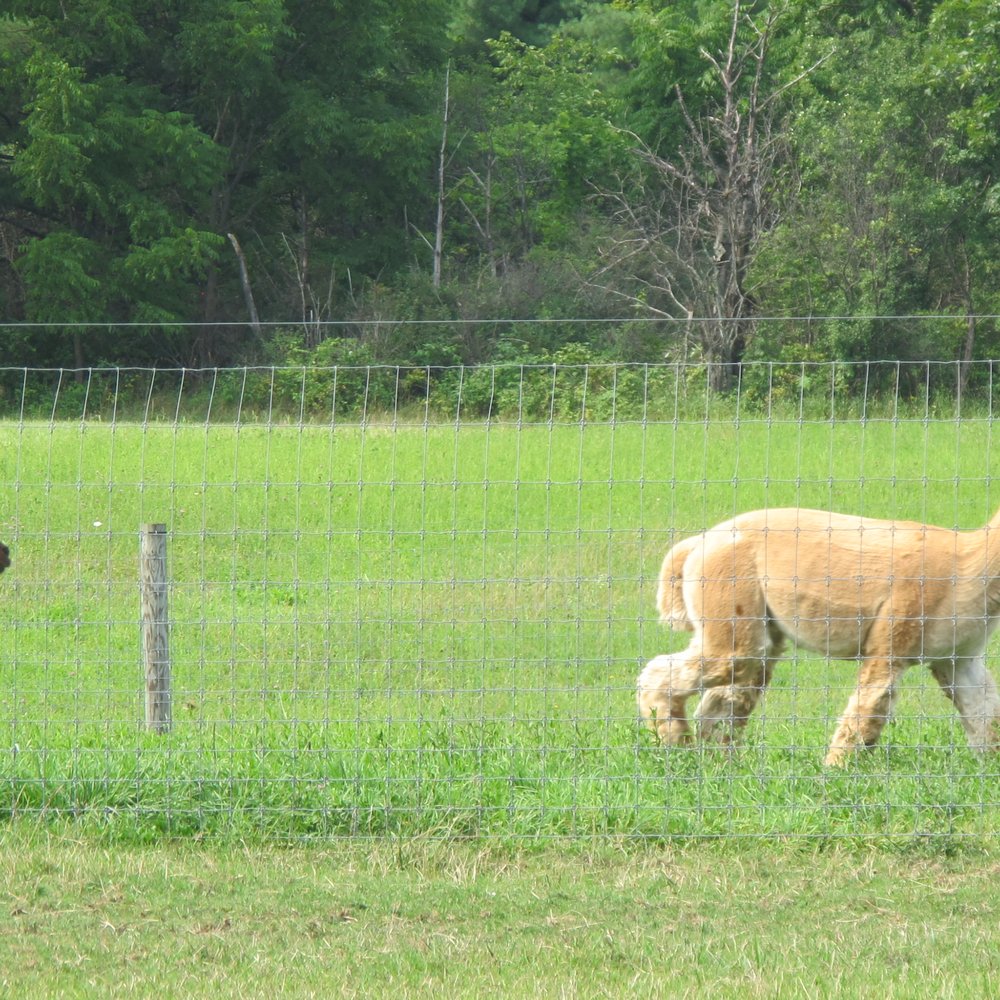 Cabin View Alpacas - Attraction Farms Near Me - Trumansburg, New York